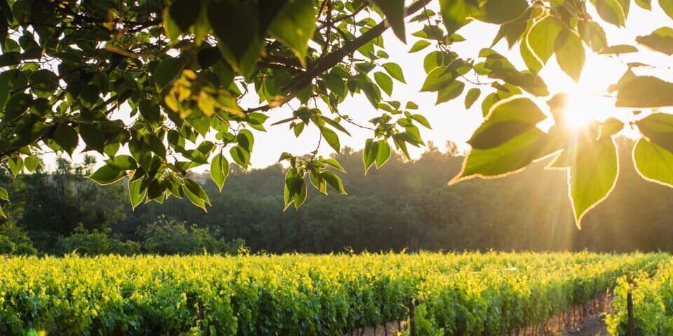 vigne castille panorama cb3aa5f6ce0f64e0c6c4a7cb418b07fa 3glqxstvwnmu